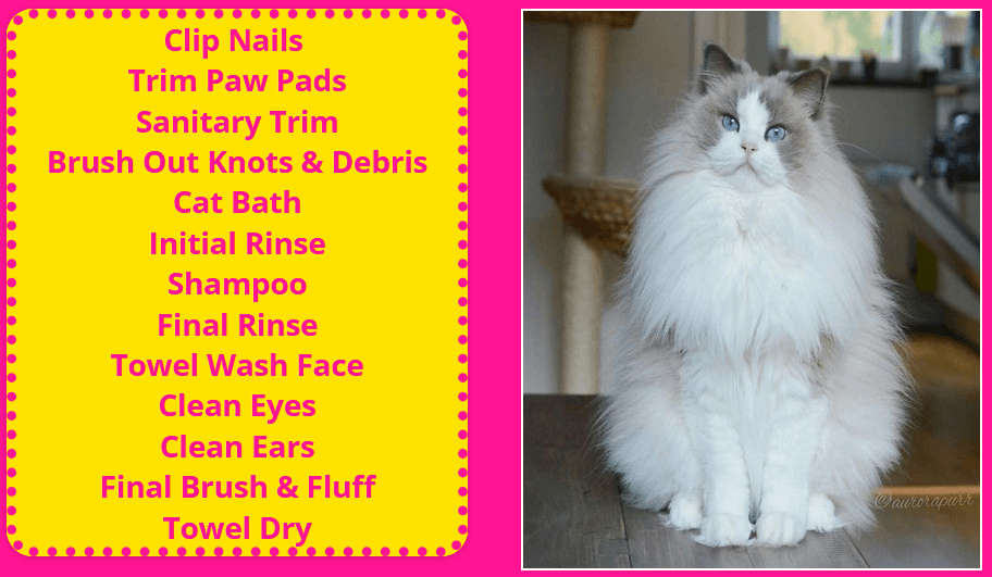Cat grooming services at Cats Luv Us in Laguna Niguel