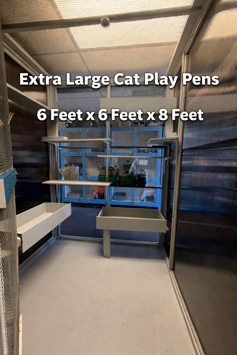 Extra large multi-level cat play pens for enrichment at Cats Luv Us boarding hotel Laguna Niguel