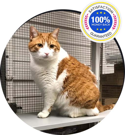 Orange and white cat in boarding suite — 100% money-back satisfaction guarantee at Cats Luv Us