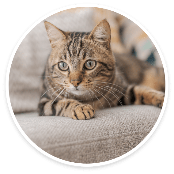 Domestic longhair and shorthair cats we board and groom at Cats Luv Us