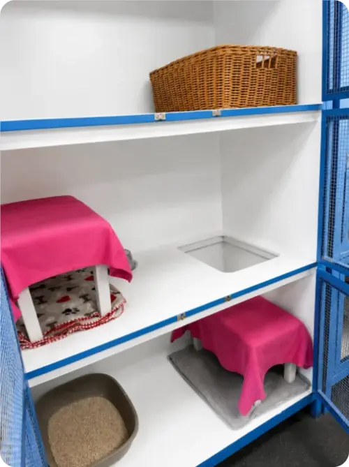 Open interior of custom cat suite showing pink beds, litter box and wicker basket