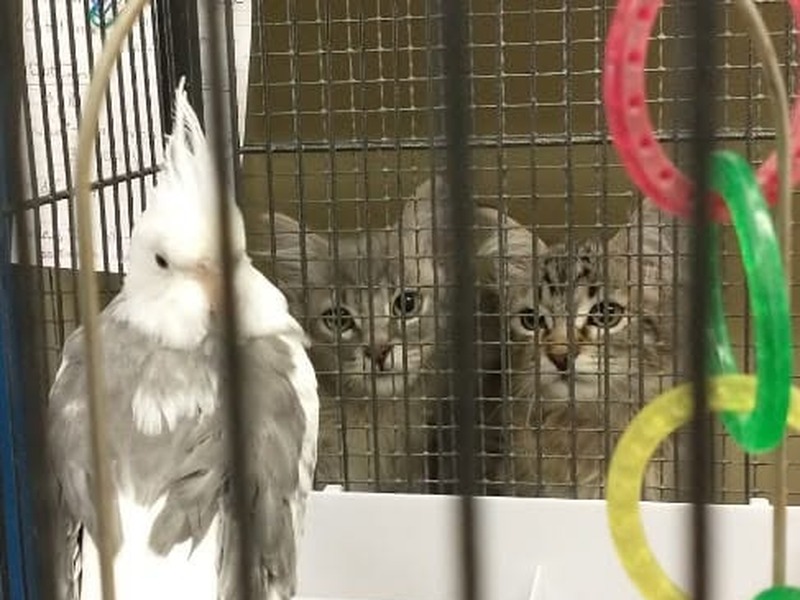 Cats watching live birds in the aviary enrichment area at Cats Luv Us Laguna Niguel