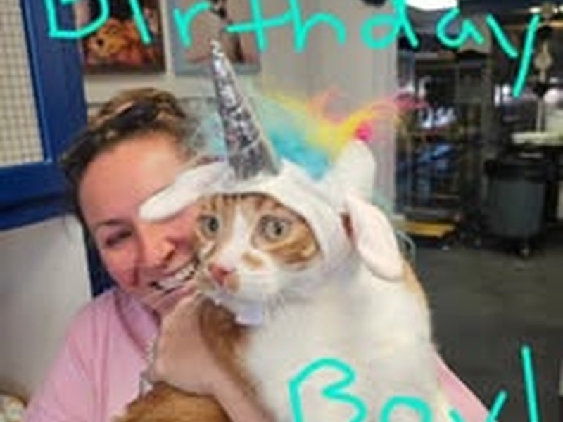 Happy cat in birthday unicorn hat celebrating free birthday boarding night at Cats Luv Us