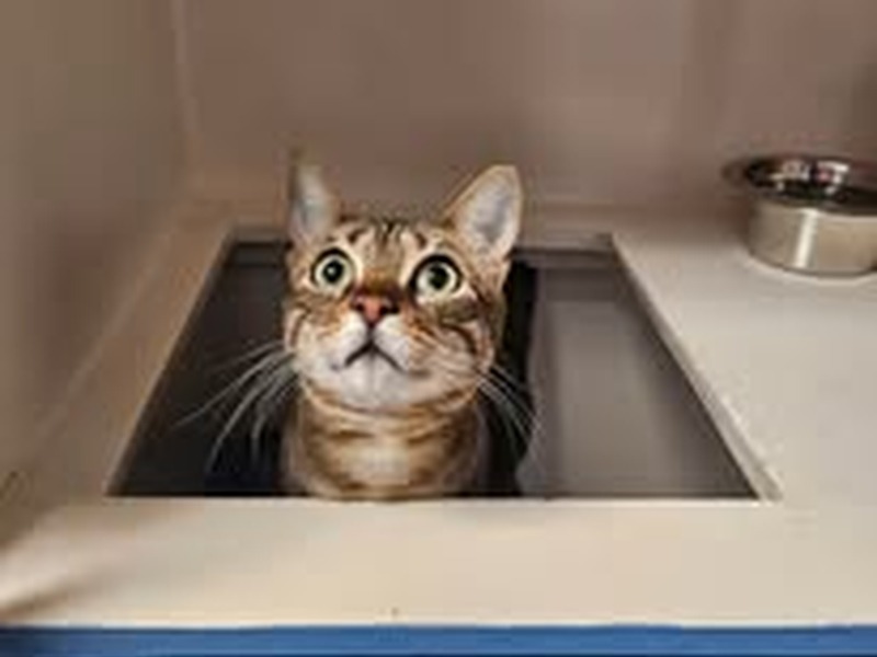 Spacious private cat boarding suite with climbing shelves at Cats Luv Us in Laguna Niguel