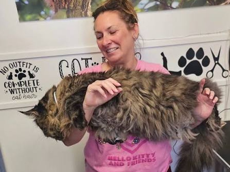 Staff holding a freshly groomed fluffy cat at Cats Luv Us cat-only grooming in Laguna Niguel