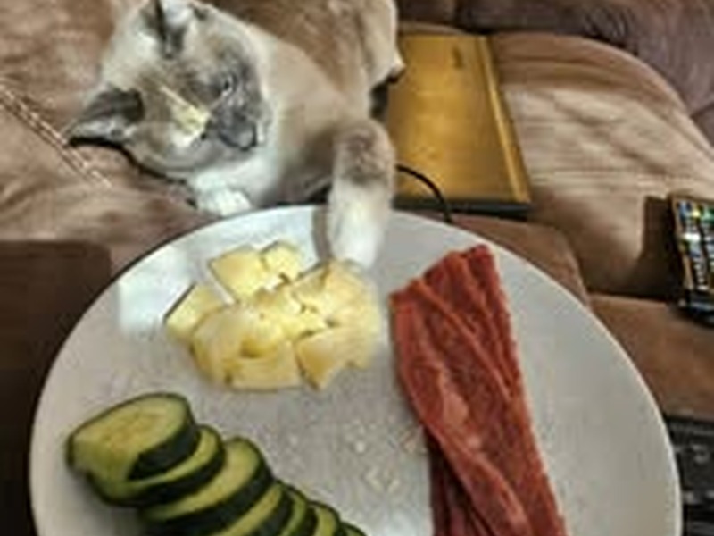 Cat with plate of food — guests may bring their own cat food diet at Cats Luv Us Laguna Niguel