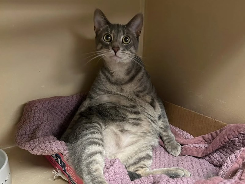 Healthy vaccinated guest cats at Cats Luv Us cat-only boarding hotel