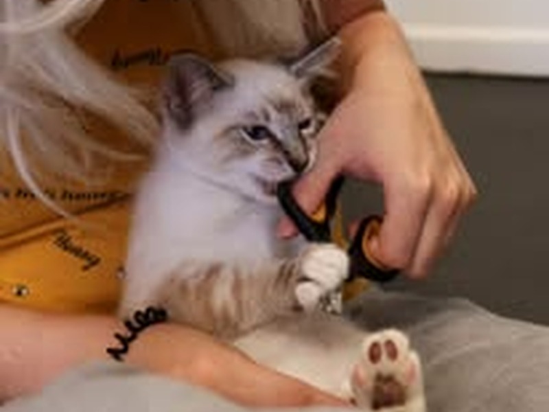 Kitten receiving gentle hands-on care from staff at Cats Luv Us boarding hotel